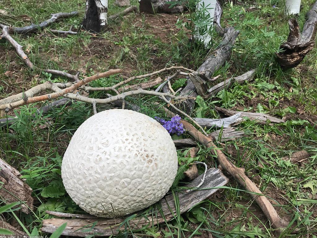 វិធីសាស្ត្រក្នុងការវាយតម្លៃហ្គេម